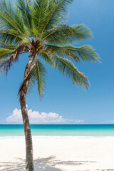 Palm tree at tropical beach on blue sky abstract background. Summer vacation and nature travel adventure concept.