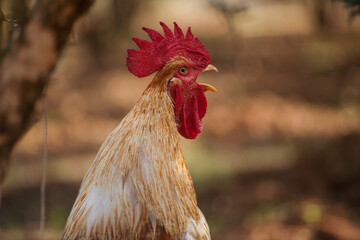 the head of the cock close up, soft focus. 