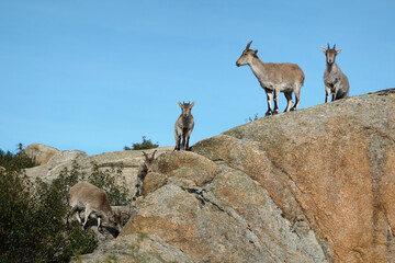 A herd of mountain goats in La Pedriza. Sierra de Guadarrama National Park. Madrid's community. Spain