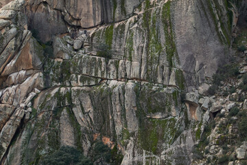 Griffon vultures in La Pedriza. Sierra de Guadarrama National Park. Madrid's community. Spain