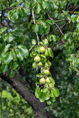 Branches with green fruits of wild pear, abundant fruiting. Pear (Pyrus) is a genus of fruit and ornamental trees and shrubs of the Rosaceae family