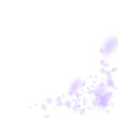 Obraz premium Violet flower petals falling down. Divine romantic