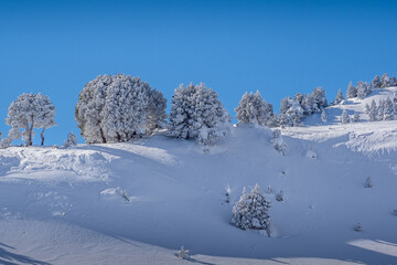 Mountain landscape in winter showing frosted trees, Vercors, France