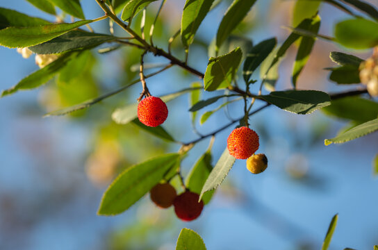 Arbouses Images – Browse 71 Stock Photos, Vectors, and Video | Adobe Stock