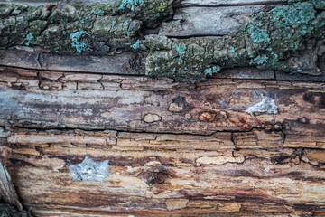 
The bark of a tree can be used as a background.