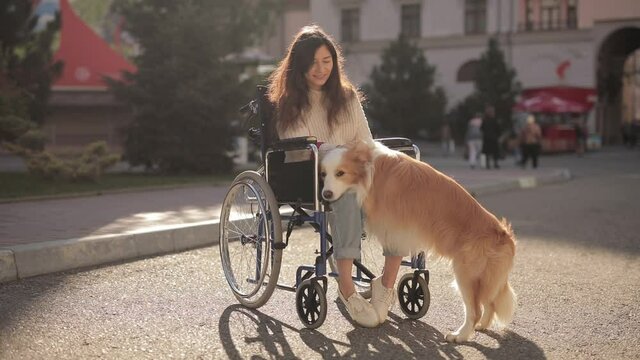 Pretty disabled invalid asian girl sitting on wheelchair and petting a guide dog while riding on outdoors. Border collie