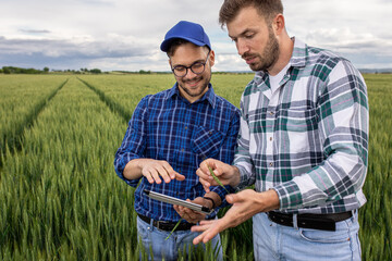 Two young farmers standing in green wheat field examining crop.