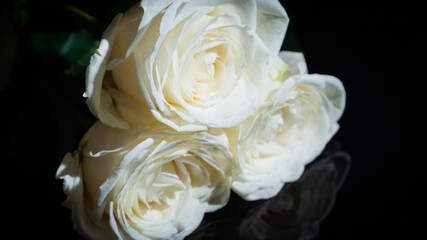 
White rose on a black background close-up. Bouquet of flowers for valentine's day and eighth of...
