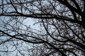 
Winter bare tree branches against the blue sky.