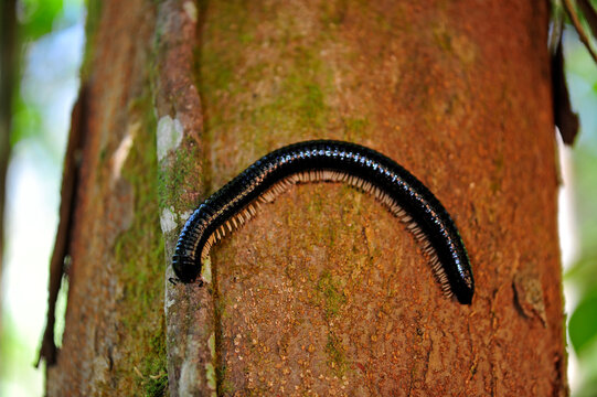 Schnurf&uuml;&szlig;er, Tausendf&uuml;&szlig;er // Millipede - Sri Lanka