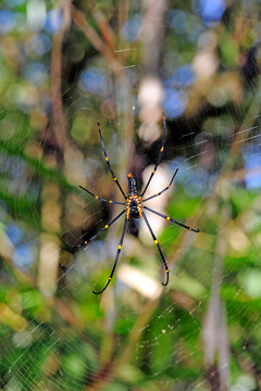 Seidenspinne // Golden orb-web spider (Nephila pilipes), Sri Lanka