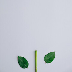Simple flower concept with green stalk and leaves of rose arranged in minimalist style