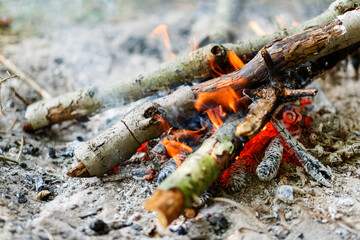 bonfire in the forest