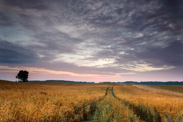 Obraz premium sunrise over the field