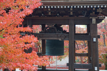秋の京都　智積院の紅葉