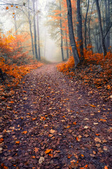 colorful misty forest in autumn time
