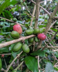 Robusta coffee on a branch