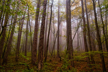 Fototapeta na wymiar colorful misty forest in autumn time