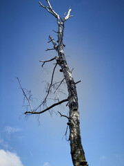 white black birch tree trunk against blue sky vertical image