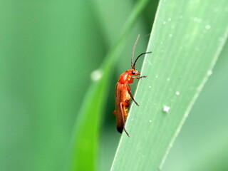 Red yellow soft bodied beetle (Rhagonycha fulva)