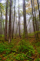 colorful misty forest in autumn time