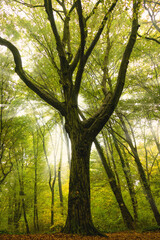 Obraz premium sun rays in the forest