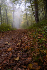 Fototapeta premium colorful misty forest in autumn time