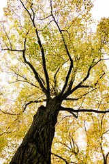 autumn tree in the park