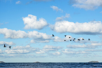 Flight of geese over a beach in Brittany