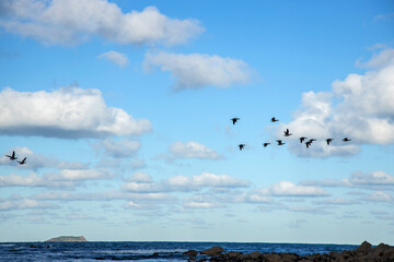 Fototapeta na wymiar Flight of geese over a beach in Brittany