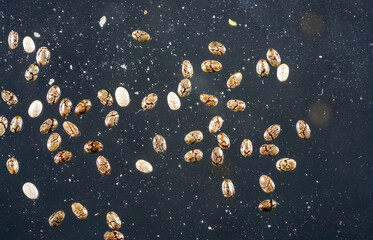 Chia seeds against black background