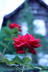 赤い薔薇