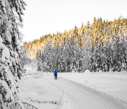 Man skiing through a snowy forest on a bright winters day.