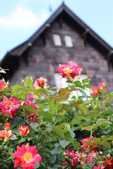 旧古河庭園のバラ園