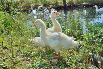 Goslings 5
