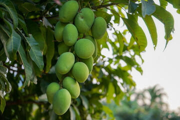 Fresh green organic bunch of mangoes hanging on a mango tree. Mangifera indica L. Var.