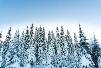 Pine trees covered with heavy snow on cold evening. Winter forest landscape.