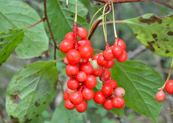 Far-eastern berries (Schisandra chinensis)