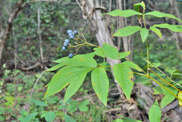 Herb (Caulophyllum robustum)