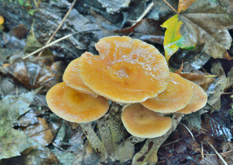 Edible mushrooms (Kuehneromyces mutabilis)