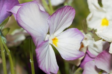 Fototapeta na wymiar Blossoming purple and white flower
