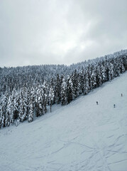 Landscape of trees covered with snow on a Zlatibor mountain