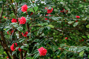 Beautiful flowering of Camellia japonica in Portugal