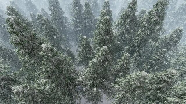 Snow falling over fir tree forest, high angle view