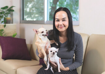 happy Asian woman sitting with two chihuahua dogs  in living room, looking and smiling at camera. dog lover, stay home , social distancing concept.