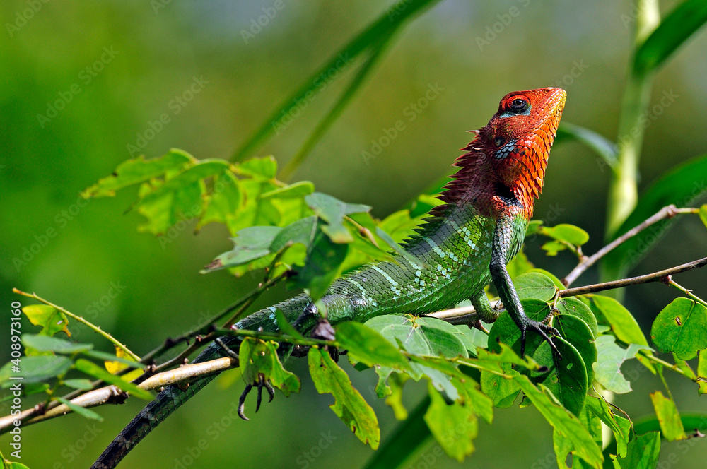 Poster Common green forest lizard // Sägerückenagame (Calotes calotes) - Sri Lanka
