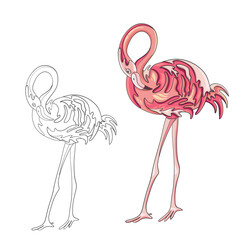Pink flamingo. Coloring book page. Vector illustration