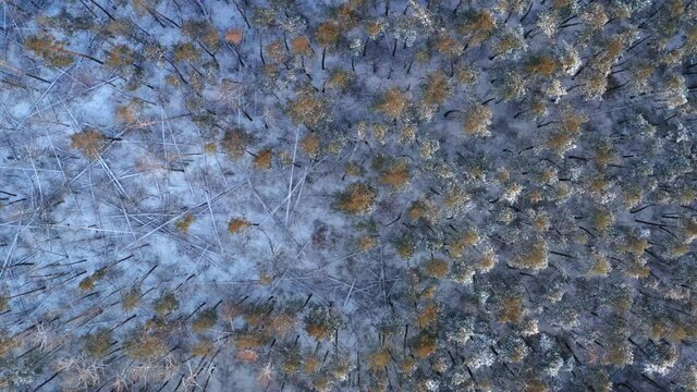 VERTICAL VIDEO Aerial view o forest glade with a Windbreak, a fallen forest and dead wood on Winter Day. Deadwood, windbreak in the forest - the concept of protecting forest stands in the forestry.