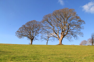 Fototapeta na wymiar tree on a hill in England blue sky