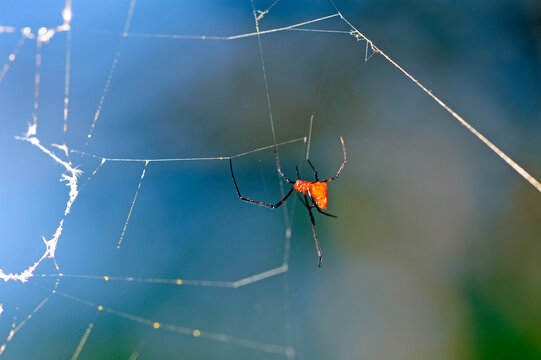 red and silver dewdrop spider // Diebsspinne (Argyrodes flavescens) - Sri Lanka